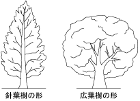 針葉樹と広葉樹の形