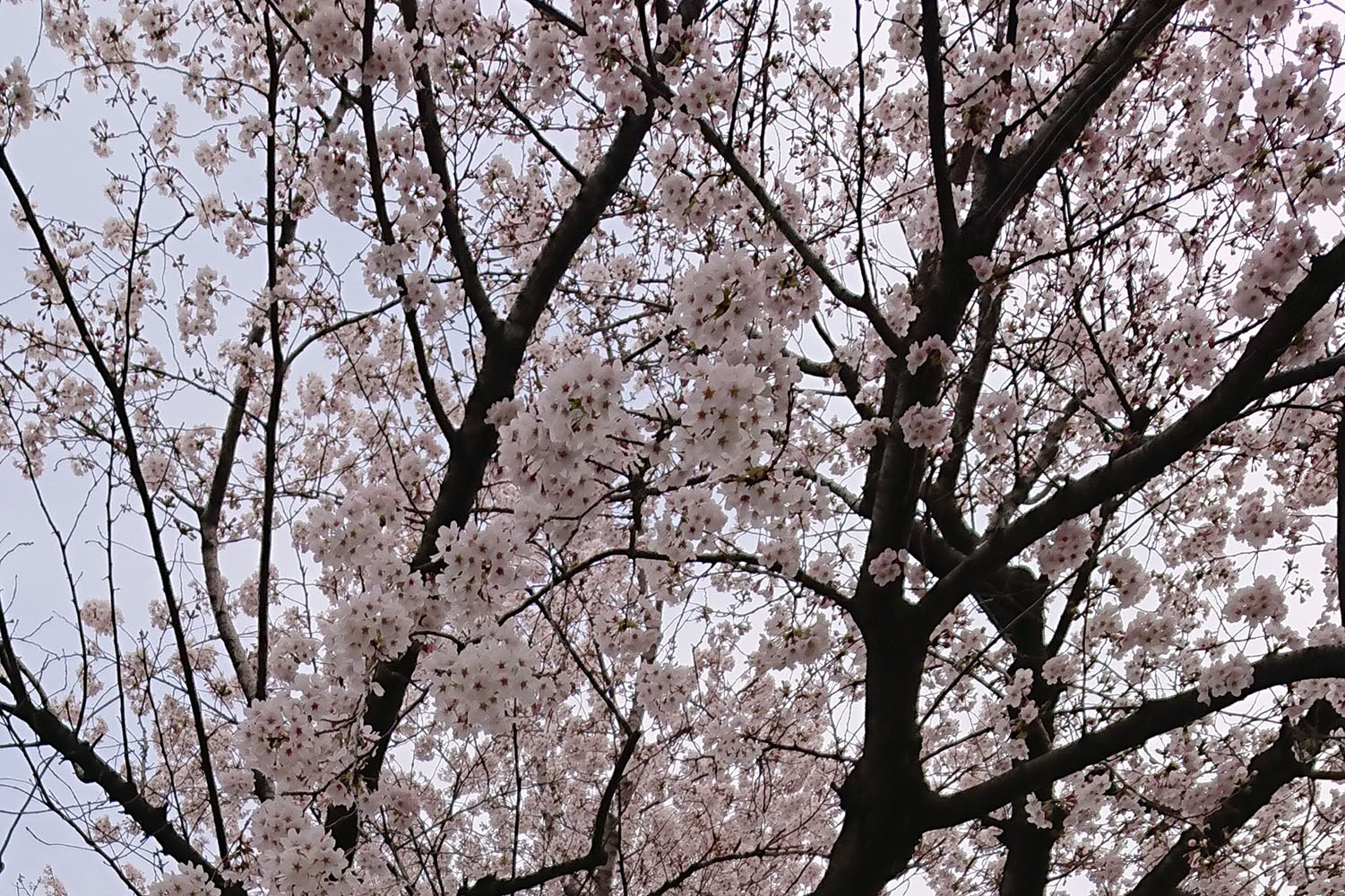 春を彩る「桜」の無垢フローリング