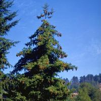 北米産針葉樹