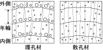 散孔材（さんこうざい）と環孔材 （かんこうざい）