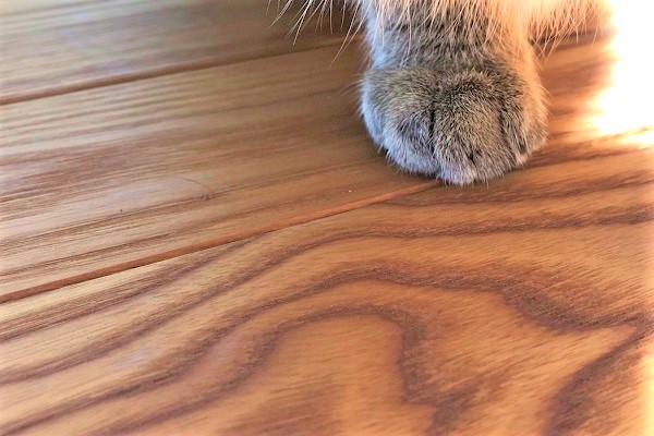 ペット　無垢フローリング