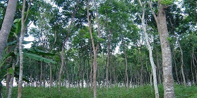 インドネシア輸入　世界三大銘木　マホガニー仕様　『天然大理石のサイドテーブル』 世界三大銘木の特徴をご紹介 - 木材通販のマルトクショップ