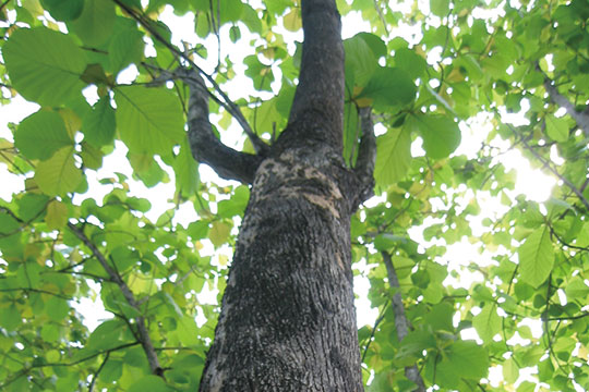 木材 無垢フローリングの総合サイト 無垢フローリング 無垢材 無垢内装材 マルホン